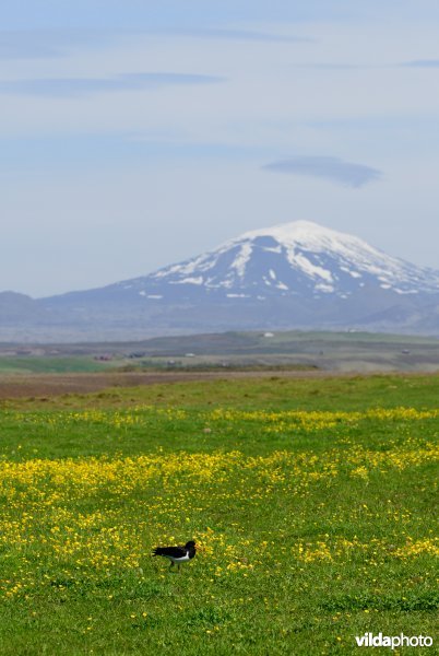 Scholeksters in IJsland