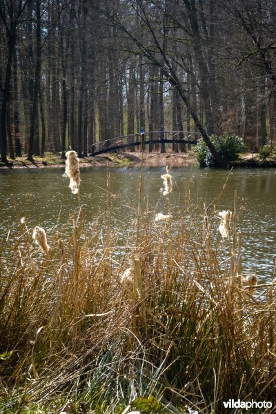 Grote lisdodde op landgoed Voorstonden