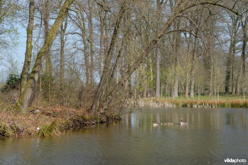 Grauwe ganzen op Landgoed Voorstonden