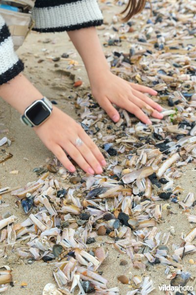 Schelpen zoeken op het strand