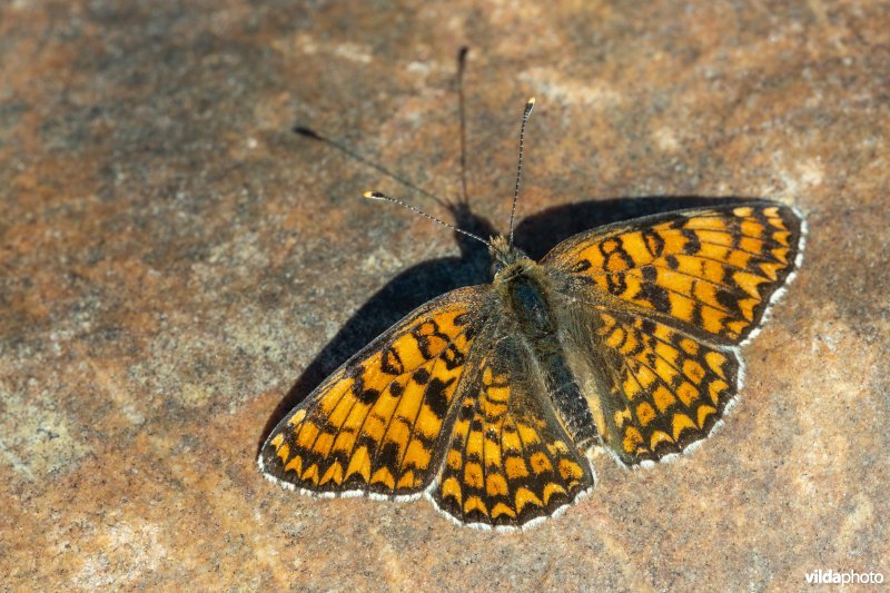 Knoopkruidparelmoervlinder