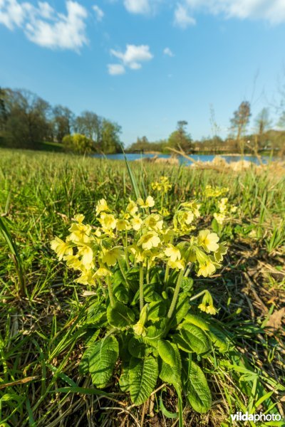 HGB Dotterbloemgrasland