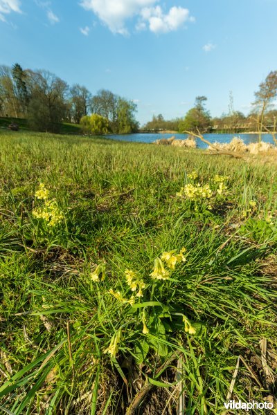 HGB Dotterbloemgrasland