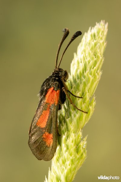 Zygaena sarpedon