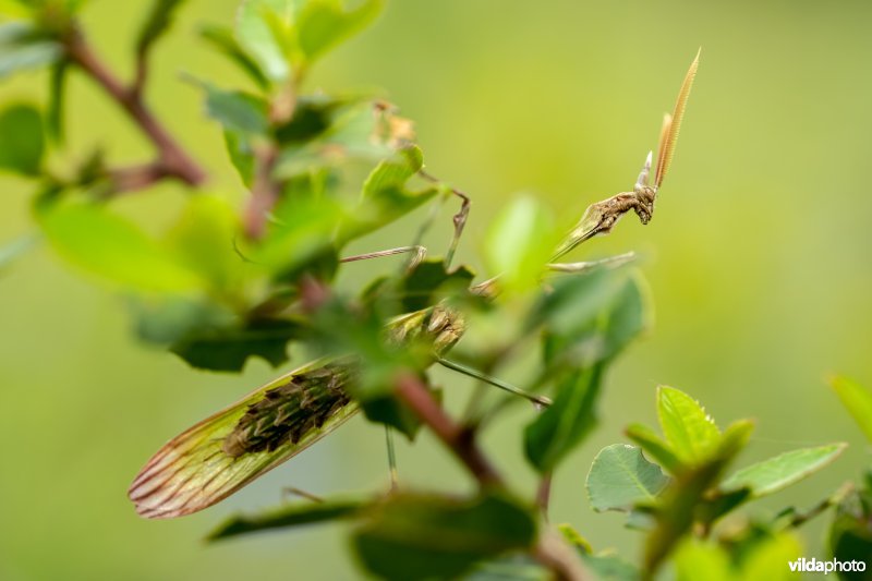 Empusa pennata