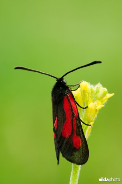 Zygaena osterodensis