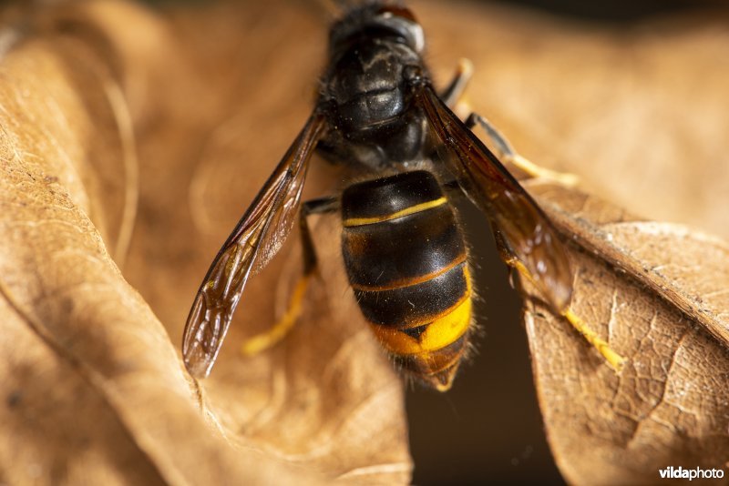 Abdomen van een Aziatische hoornaar