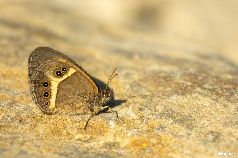 Spaans oranje zandoogje