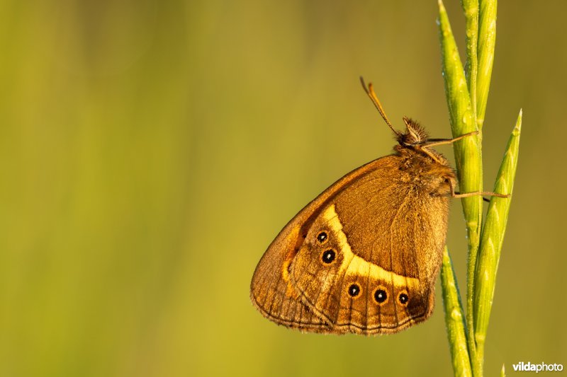 Spaans oranje zandoogje