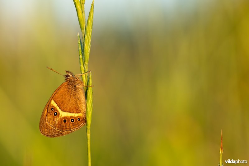 Spaans oranje zandoogje