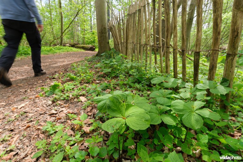 9160 Eiken-Haagbeukenbos