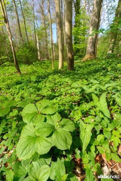 9160 Eiken-Haagbeukenbos