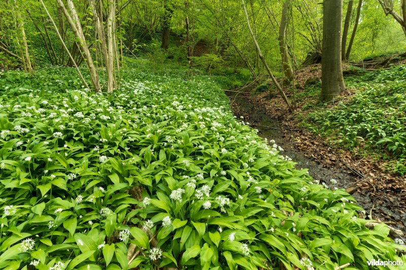 91E0 Vogelkers-Essenbos