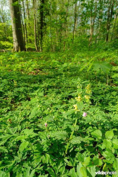 9160 Eiken-Haagbeukenbos
