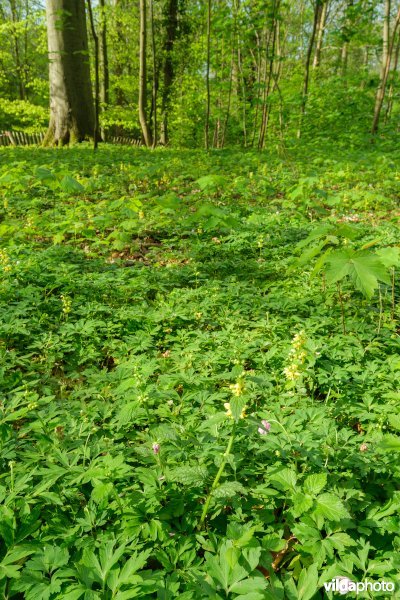 9160 Eiken-Haagbeukenbos