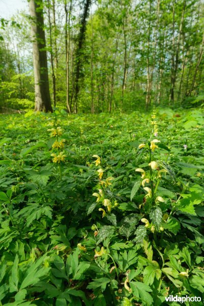 9160 Eiken-Haagbeukenbos