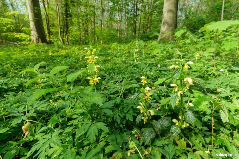9160 Eiken-Haagbeukenbos