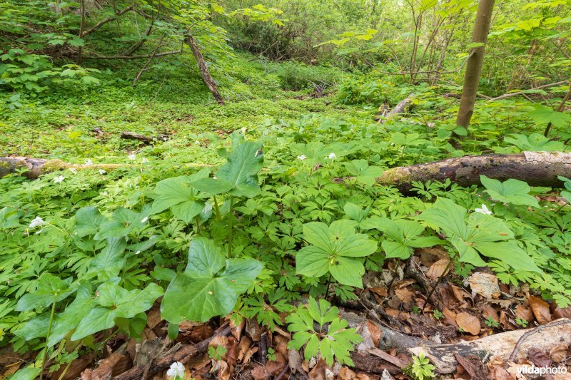 91E0 Vogelkers-Essenbos