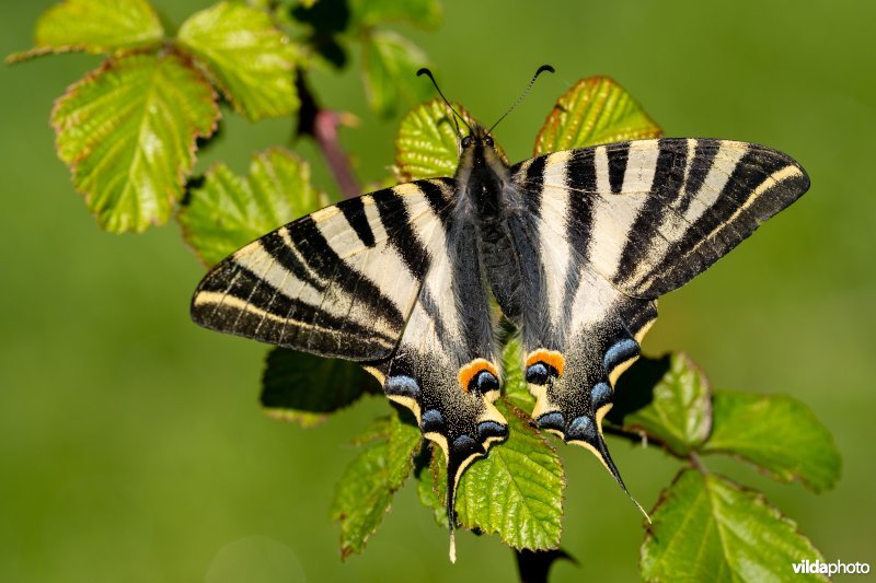 Zuidelijke koningspage