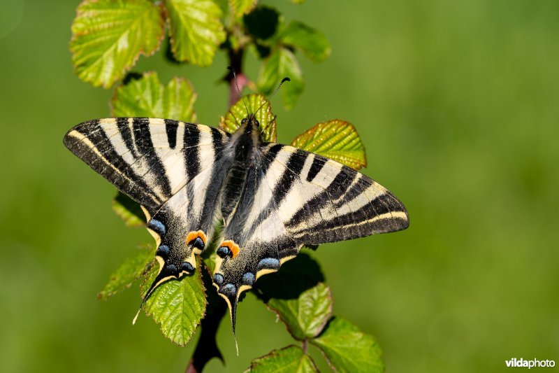 Zuidelijke koningspage