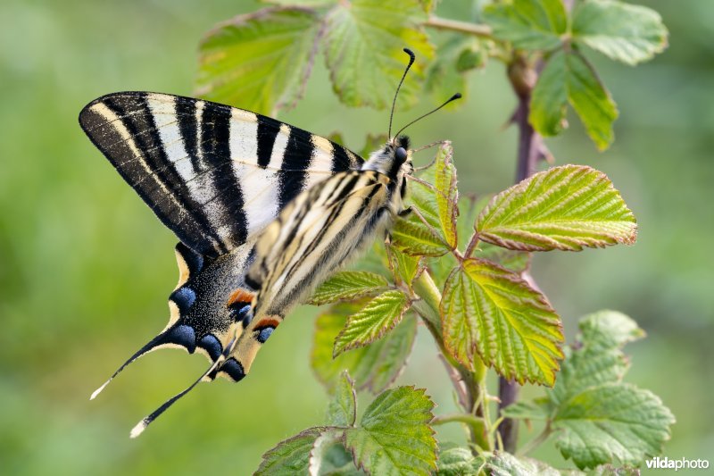 Zuidelijke koningspage