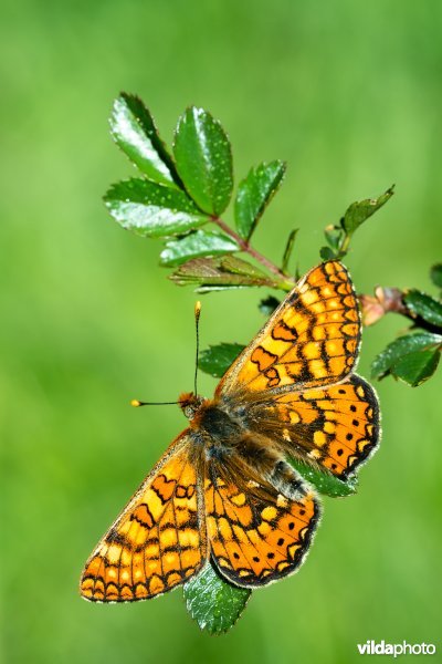 Zuidelijke moerasparelmoervlinder