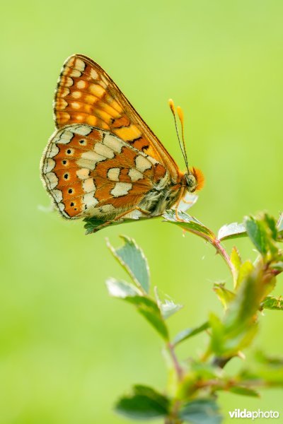 Zuidelijke moerasparelmoervlinder