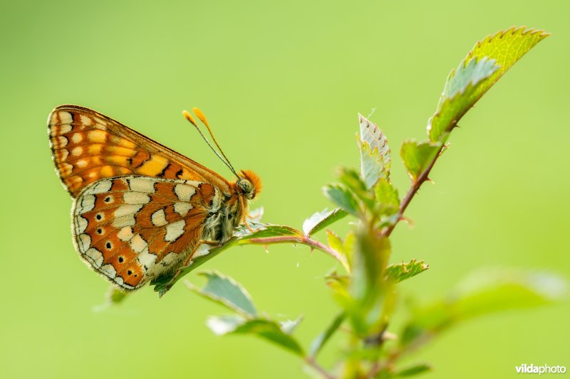 Zuidelijke moerasparelmoervlinder