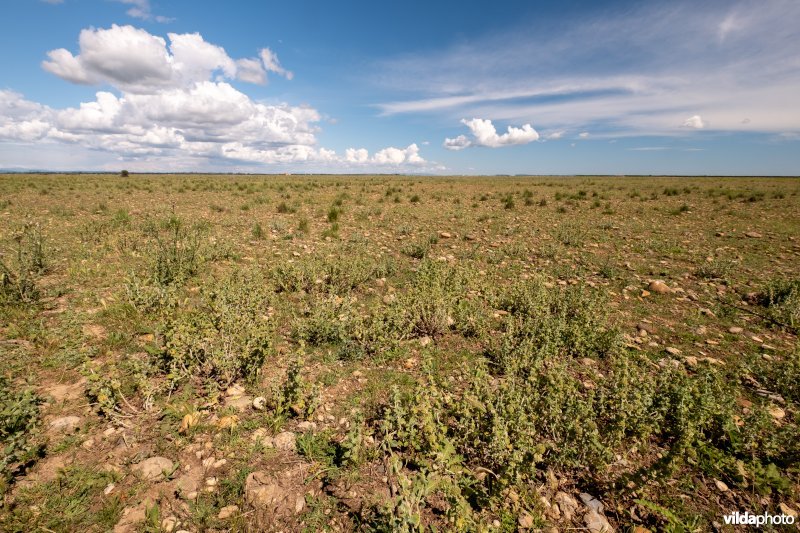 6220 Pseudo-steppe