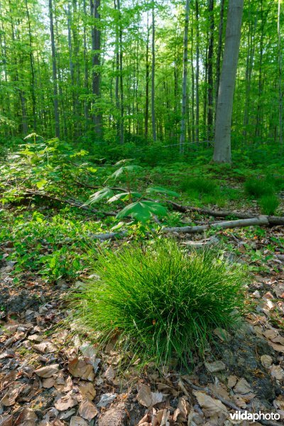9120 Zuurminnende beukenbossen