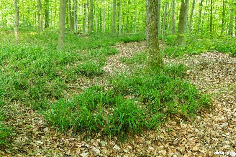 9120 Zuurminnende beukenbossen
