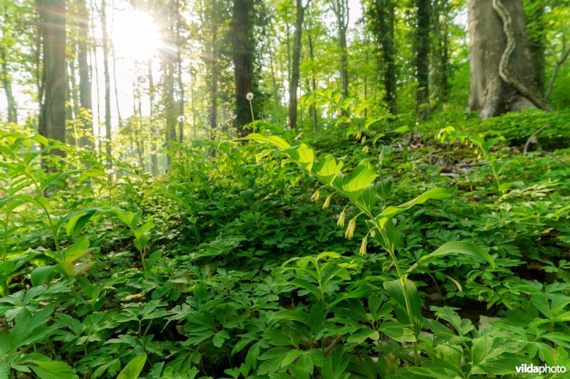 9160 Eiken-Haagbeukenbos