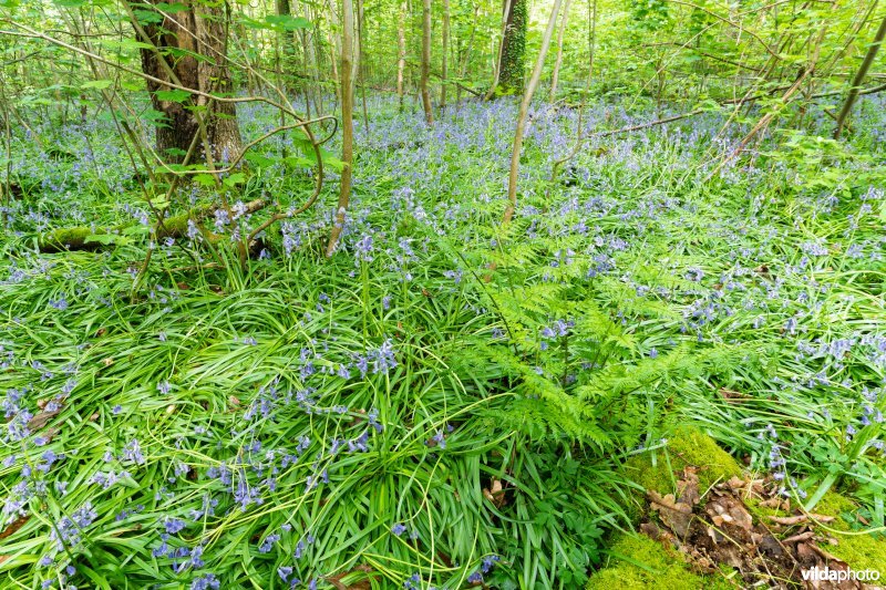 9130 Beukenbossen Asperulo-Fagetum