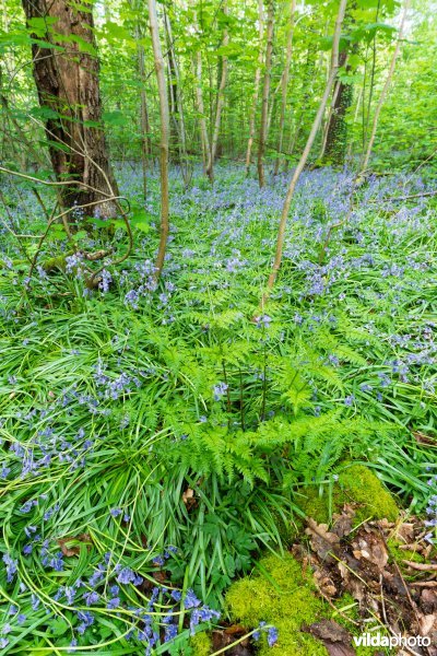 9130 Beukenbossen Asperulo-Fagetum