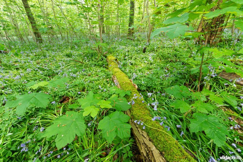 9130 Beukenbossen Asperulo-Fagetum