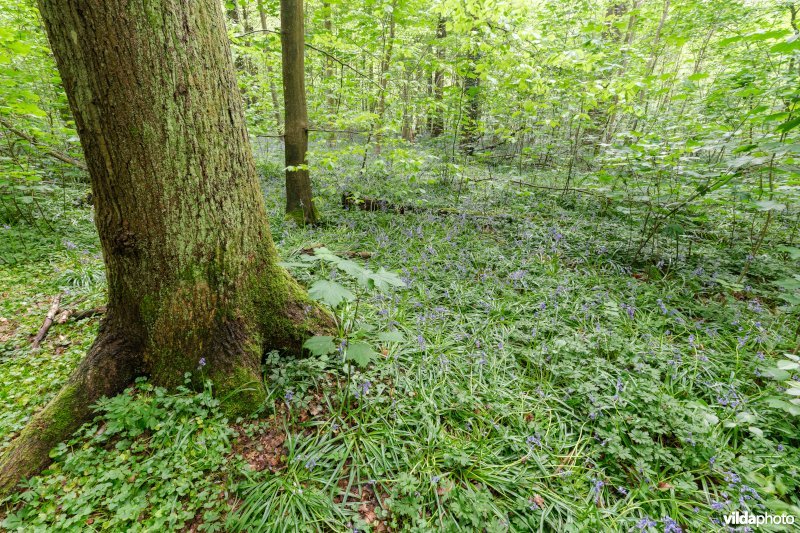 9130 Beukenbossen Asperulo-Fagetum