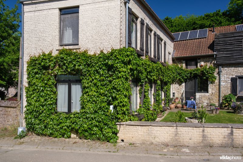 Zelfhechtende gevelbegroening