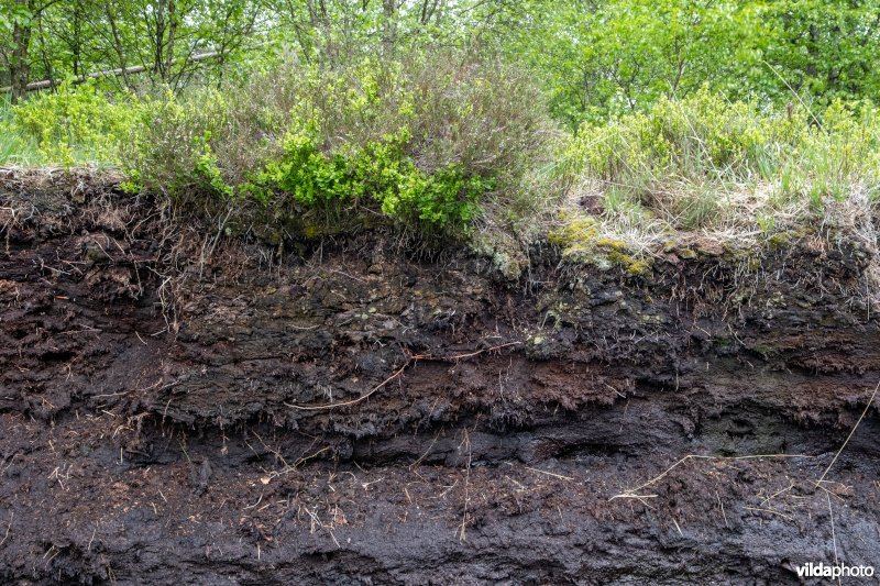 Educatief bodemprofiel in een reservaat met veenbodem