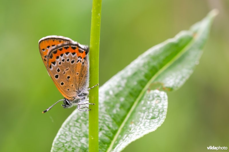Blauwe vuurvlinder op adderwortel