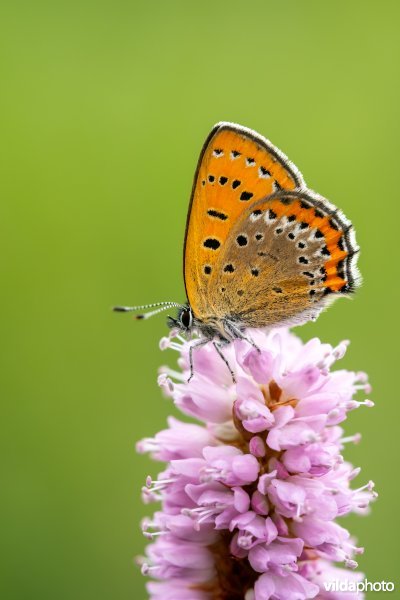 Blauwe vuurvlinder op adderwortel