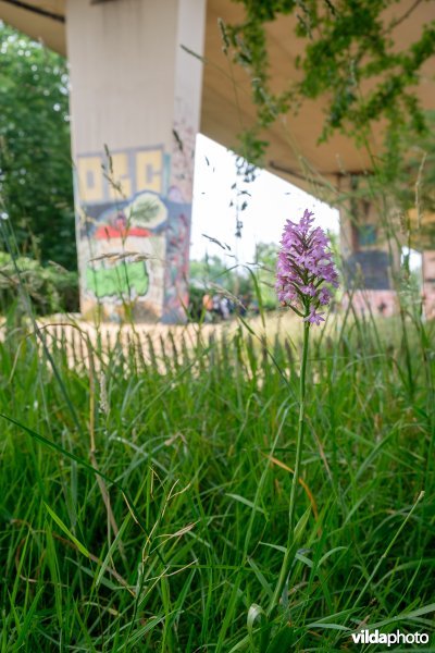 Orchidee in het Vijverspark