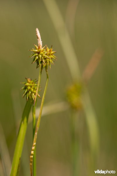 Gele zegge