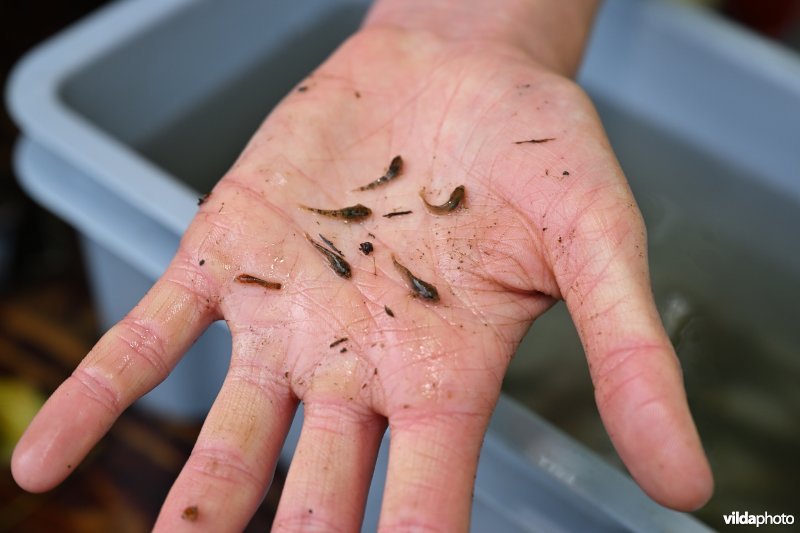 Onderzoek naar visstand op de Berwijn door onderzoekers van het INBO