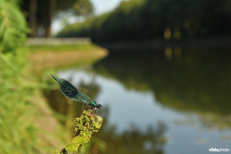 Kanaal Bocholt-Herentals