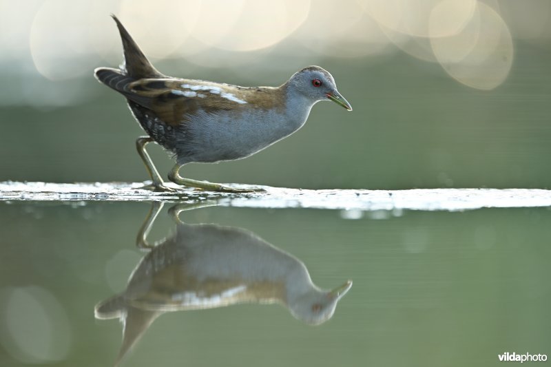 Klein waterhoen