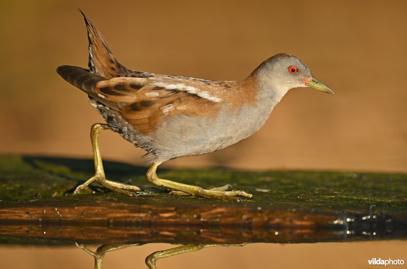 Klein waterhoen