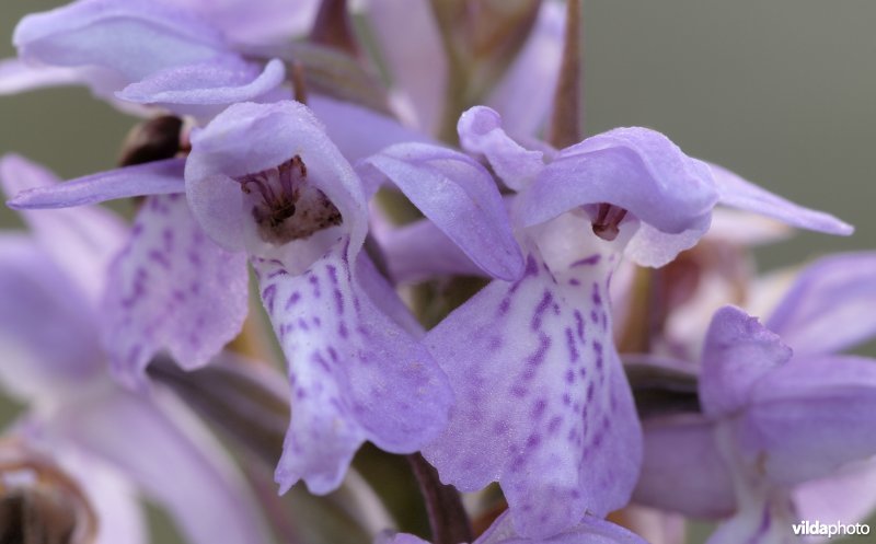 Detail van Veenorchis
