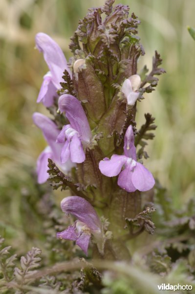 Moeraskartelblad