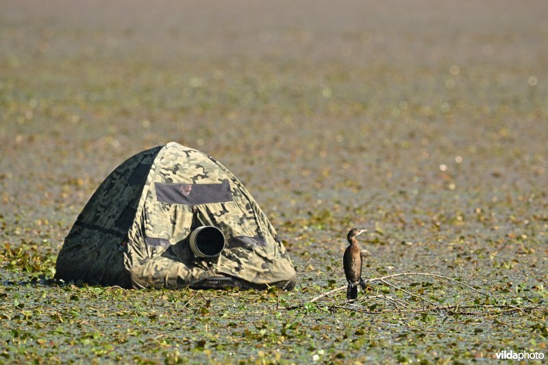 Dwergaalscholver en drijvende schuilhut