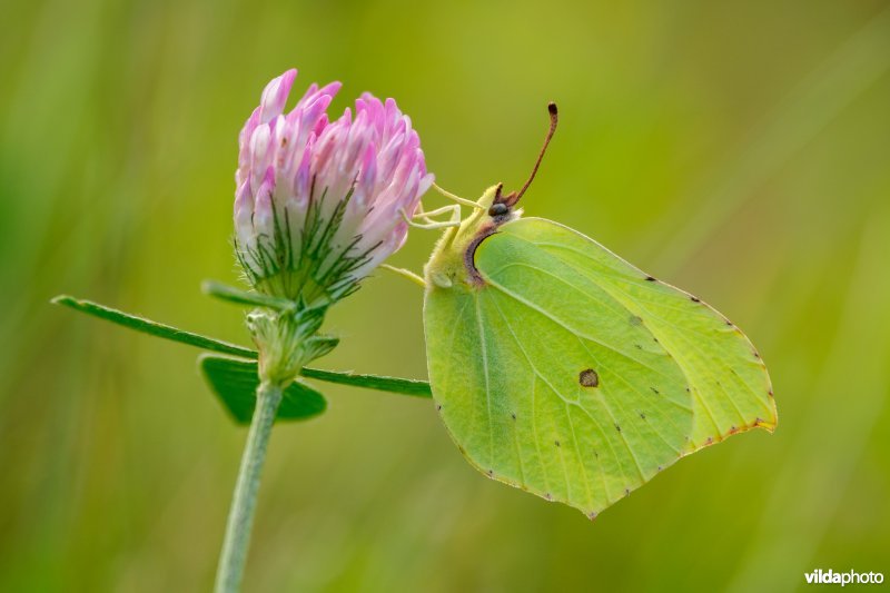 Citroenvlinder